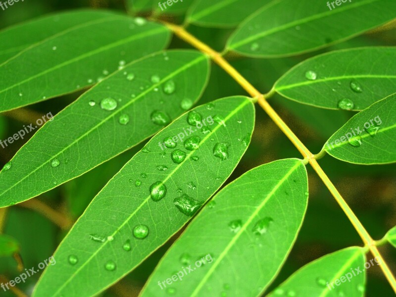 Water Drops Leaf Grass Green