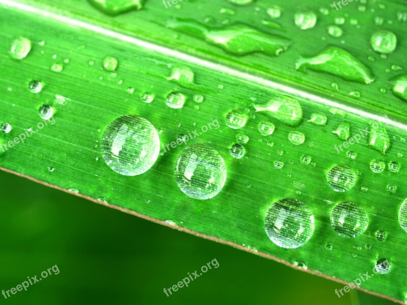 Water Drops Leaf Grass Green