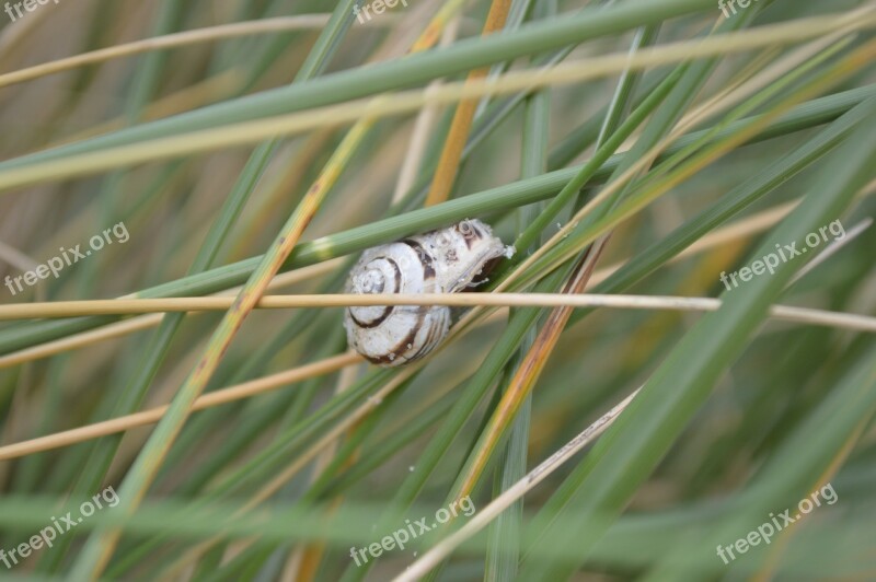 Snail Grass Nature Animal Close Up