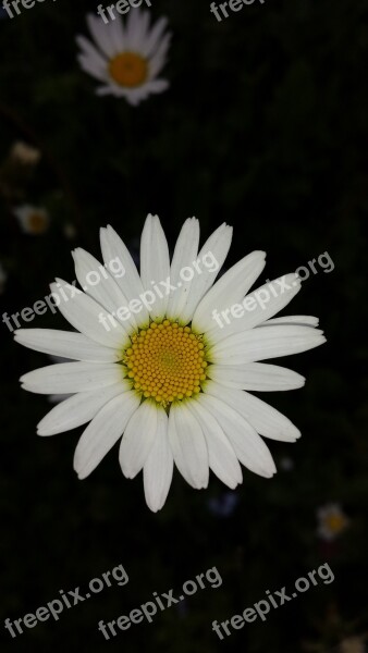 Daisies Flower Nature Meadow White