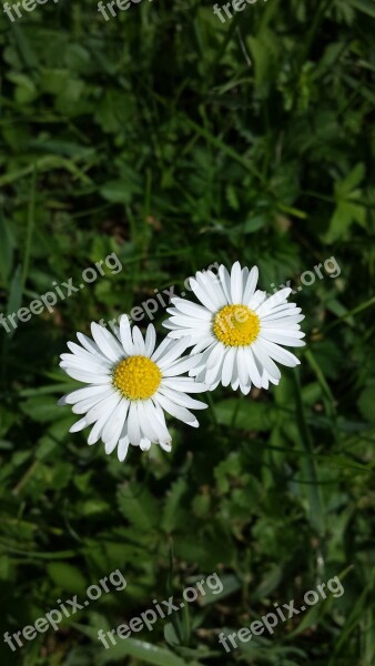 Daisies Flower Nature Meadow White