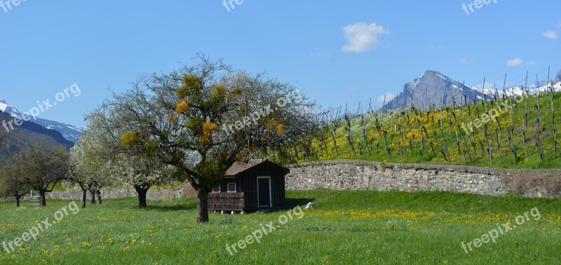 Landscape Vineyards Vineyard Nature Mountain