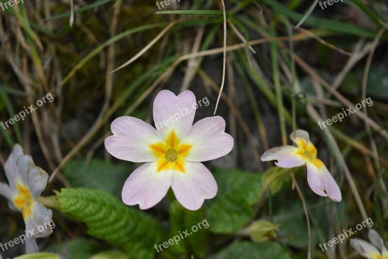 Nature Pointed Flower Flower Meadow Plant