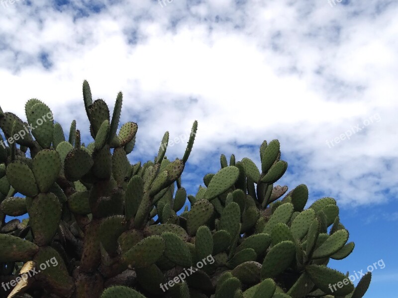 Desert Nopales Arid Thorns Plant