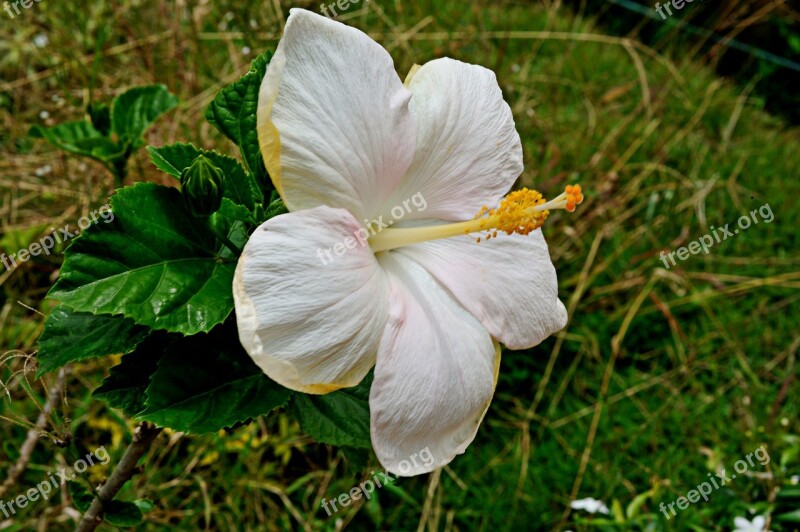 Hibiscus Flowers White Petals Natural Blooming