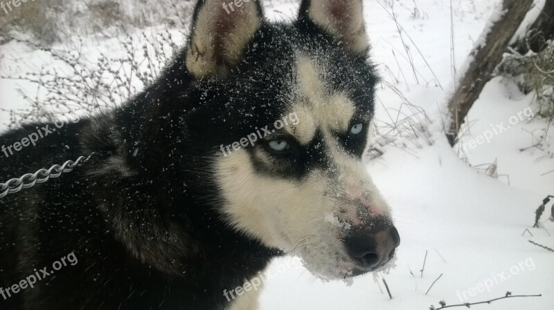 Husky Dog Animal Pet Cute