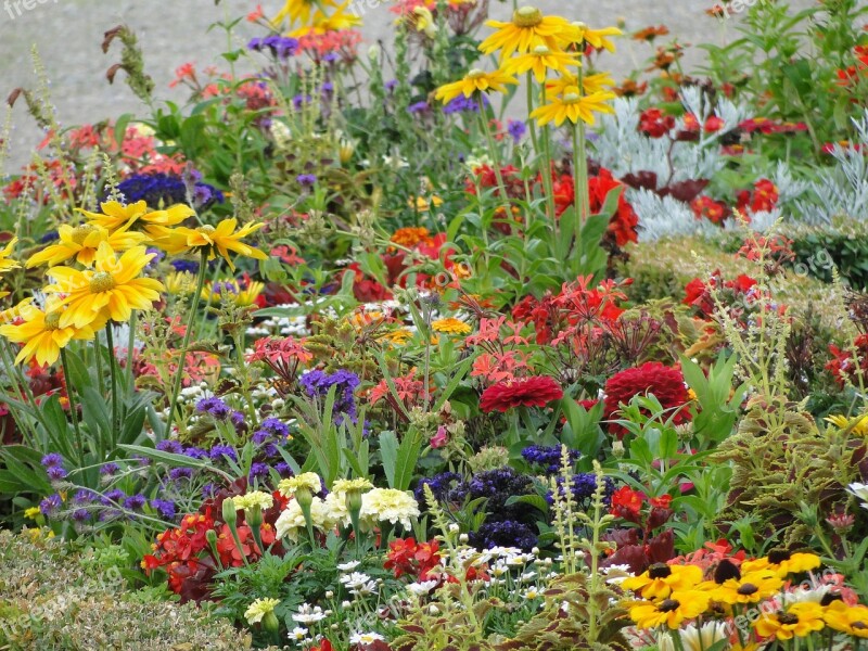 Flower Field Bloom Colorful Garden Different Colors