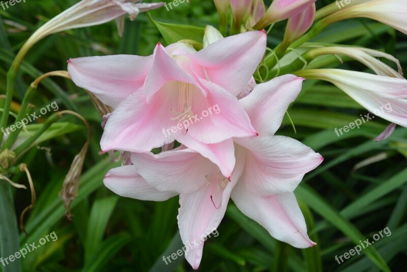 Lily Light Pink Flower Registration Color