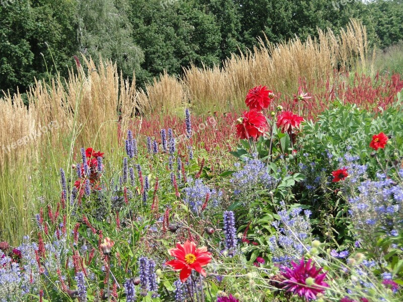 Flowers Field Sundry Flower Free Photos