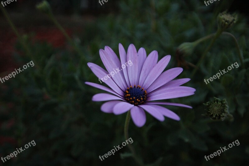 African Daisy Flower Nature Purple Petals Deep Green