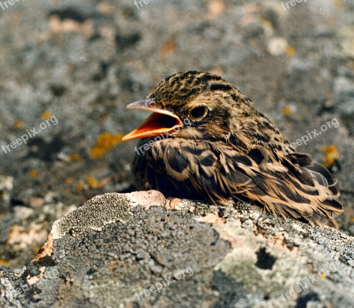 Nature Summer Day Bird Chick