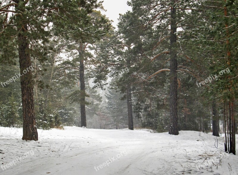 Nature Winter Landscape Snow Trees