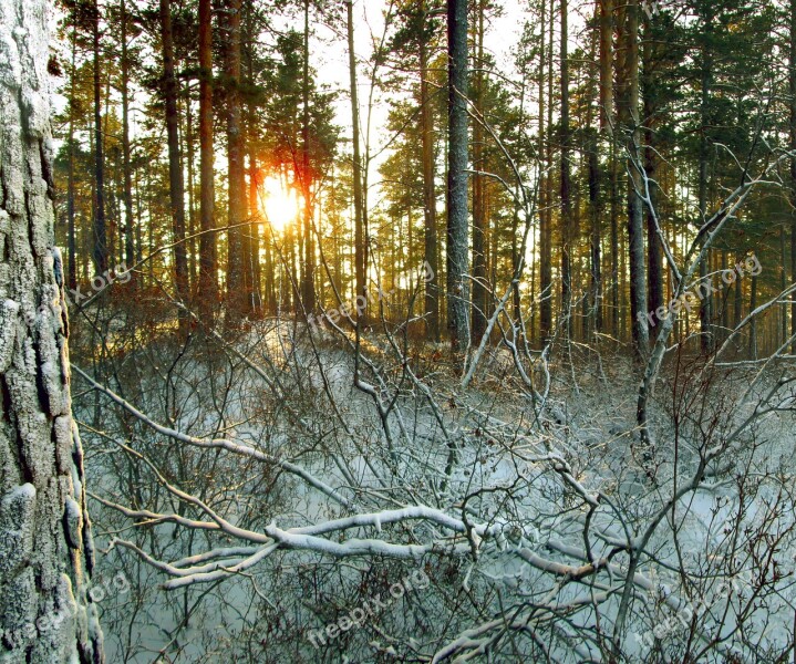 Winter Forest Taiga Nature Evening