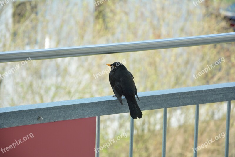 Blackbird Bird Songbird Animal Nature