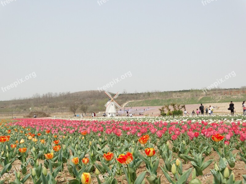 Sea Of Flowers Tulip Windmill Free Photos