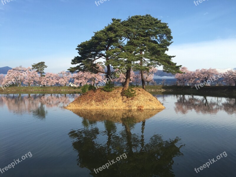 Cherry Blossoms Japan Pond Park Lake