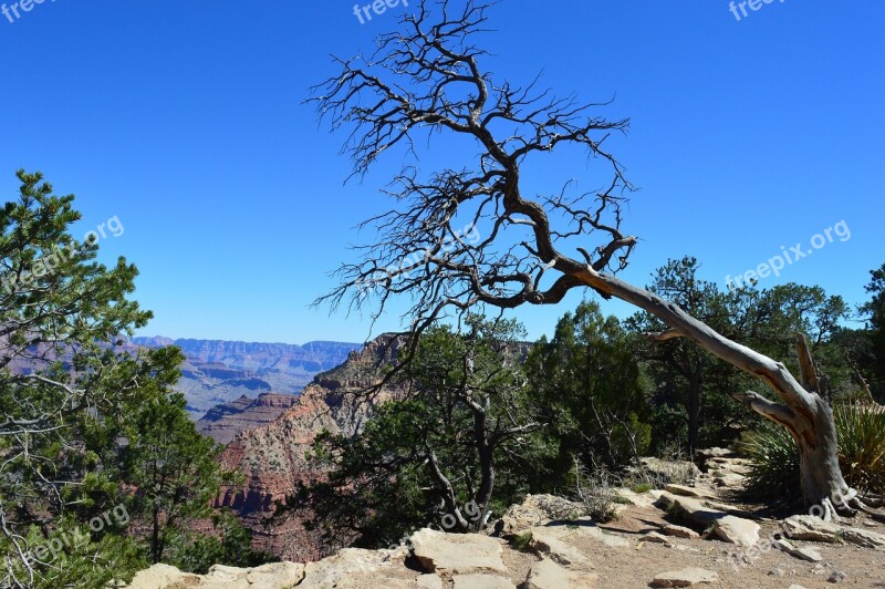 Grand Canyon Desert United States Of America Landscape Dried Tree