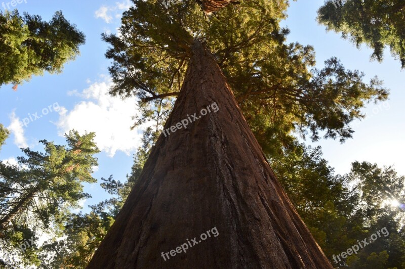 Forest Tree Hair Sequoia Free Photos