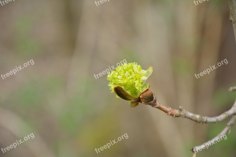 Green Single Bloom Close Up Branch Bud