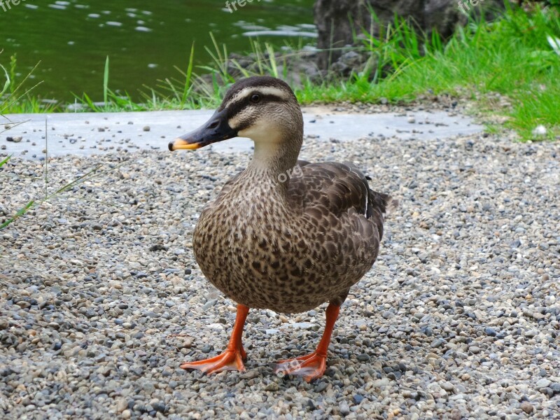 Duck Standing Japan Tokyo Free Photos