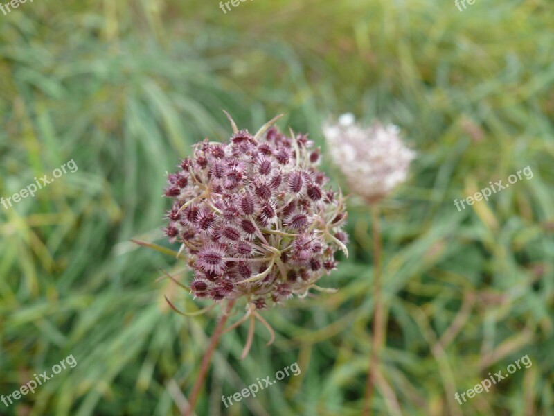 Flower Wild Flowers Macro Summer Flowers Flora