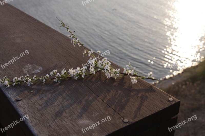 River Flowers White Flower Nature Korea