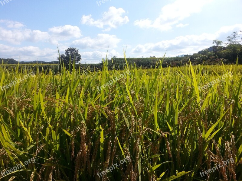 Ch Nature Summer Republic Of Korea Rice Paddies