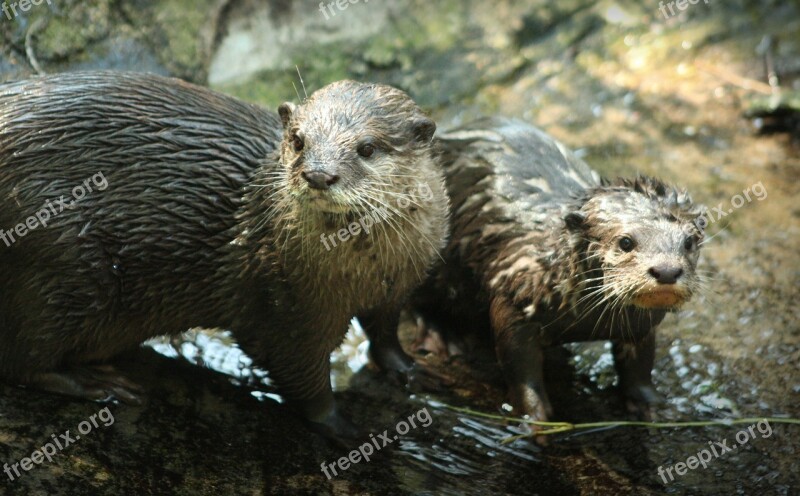 Otter Family Mammal Mother And Child Wet