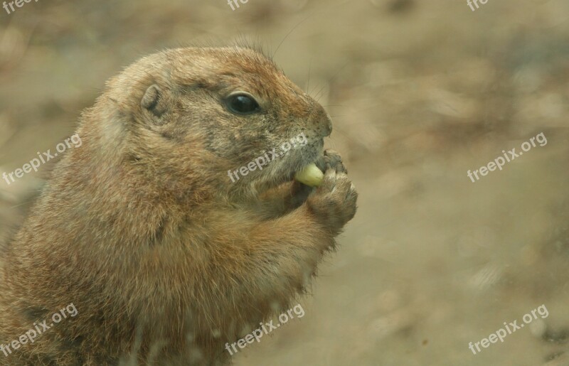 Rodent Munch Eat Black-tailed Prairie Dog Rodents