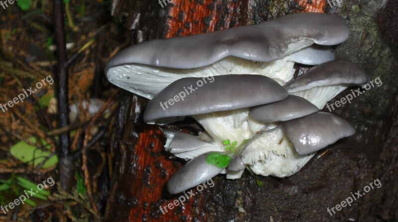 Oyster Mushroom Funghi Fungus Gourmet Edible