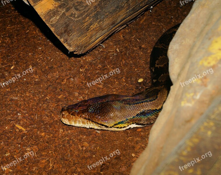 Snake Head Rock Python Africa Boa