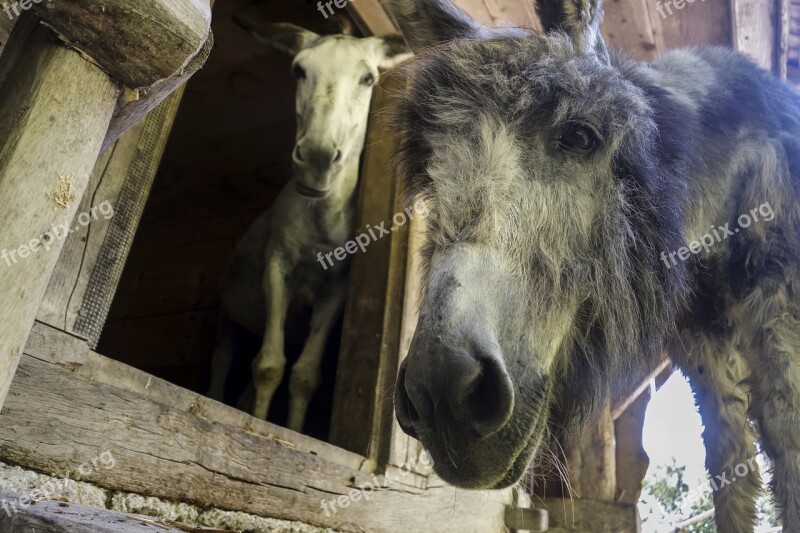 Donkey Domestic Donkey Perissodactyla Funny Africa