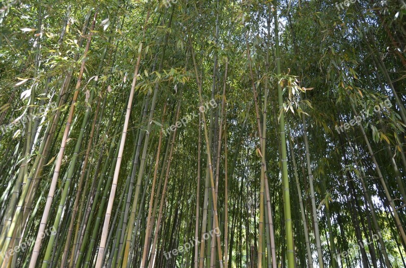 Bamboo Nature Forest Free Photos