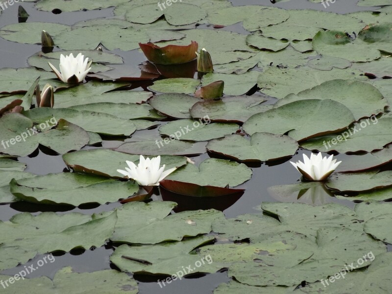 Water Lily Lily Water Plant Sheet Water