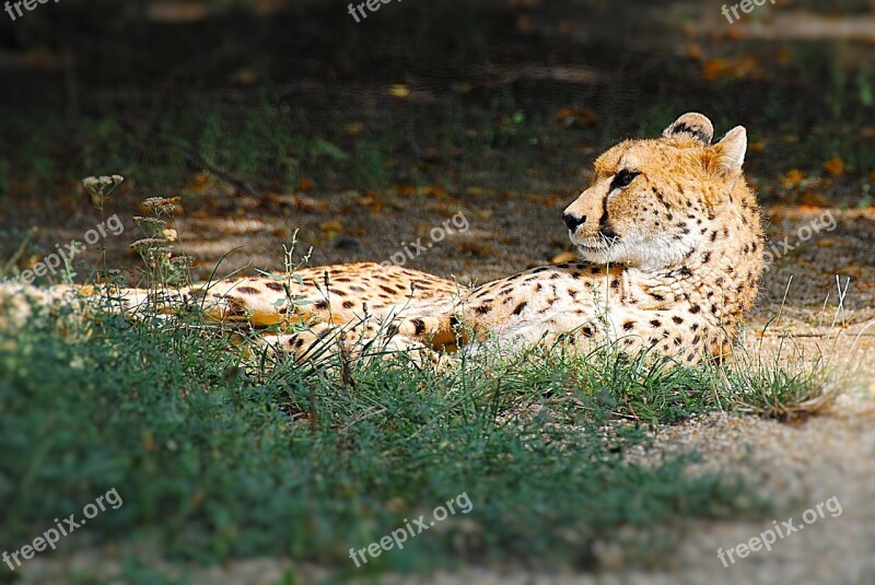 Cheetah Lying Big Cat Zoo Free Photos