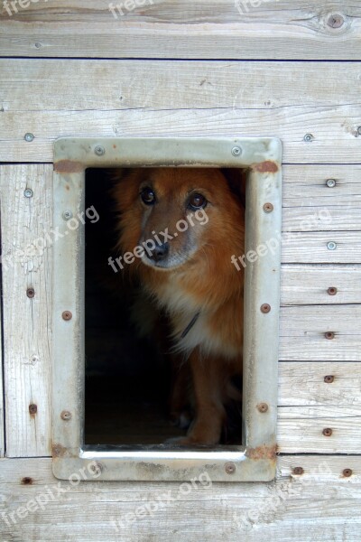 Animal Shelter Dog Sad Hut Longs