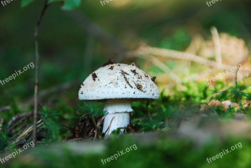 Root Champignon Mushroom White Free Photos