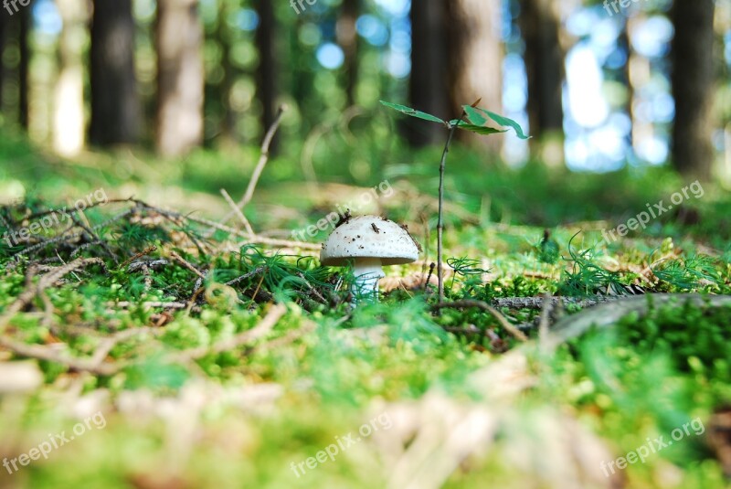 Root Champignon Mushroom White Edible White Mushroom