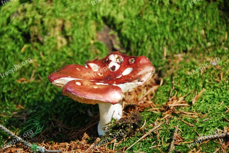 Ockerblättriger Zinnobertäubling Mushroom Red Russula Free Photos