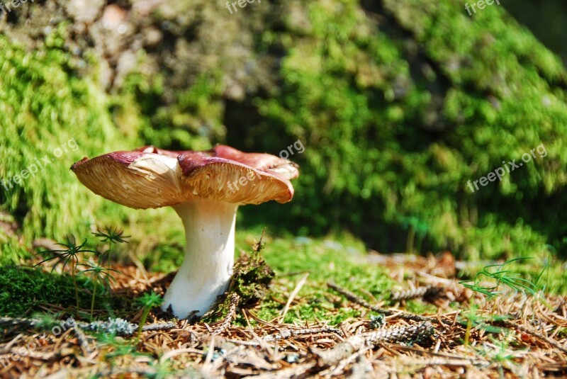 Ockerblättriger Zinnobertäubling Mushroom Red Russula Free Photos