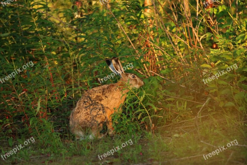 Hare Wild Animal Wildlife Nature Forest