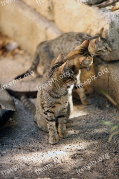 Animal Alley Cat Feline Free Photos