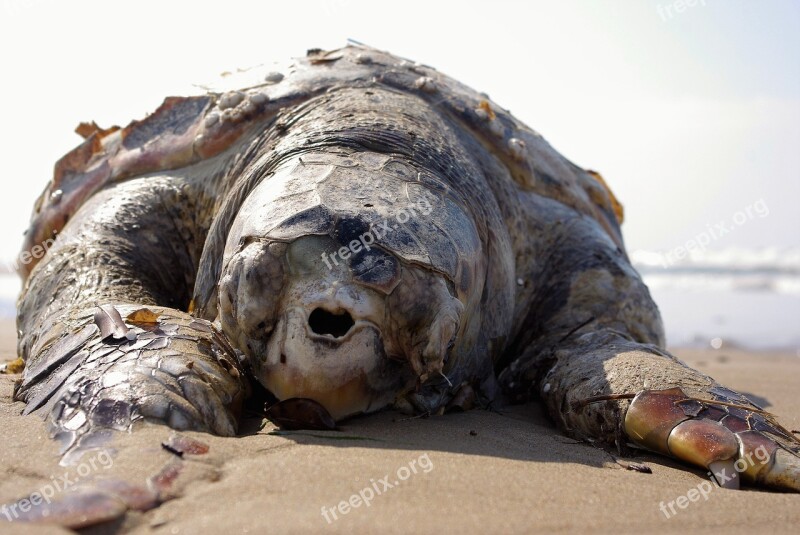 Animal Turtle Creature Sea Sand