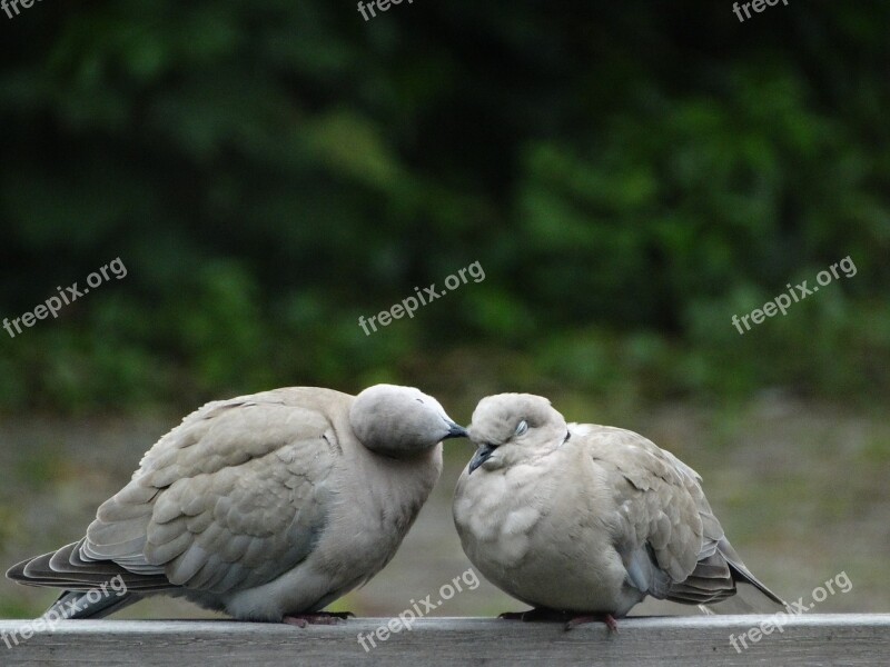 Wood Pigeon Pigeons Nature Pigeon Green