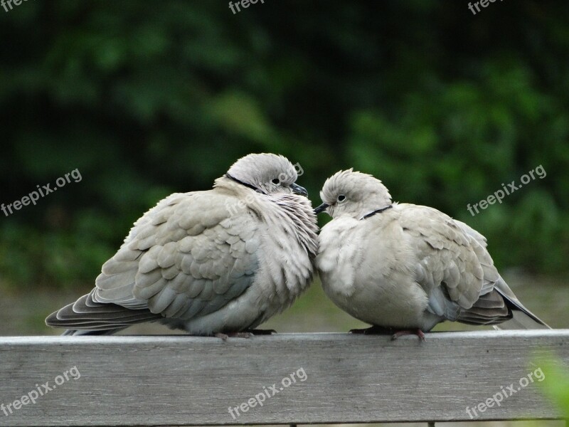 Pigeon Nature Bird Pigeons Ringdove