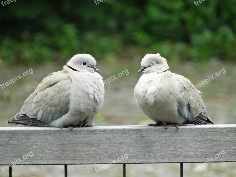 Pigeons Wood Pigeon Couple Love Free Photos