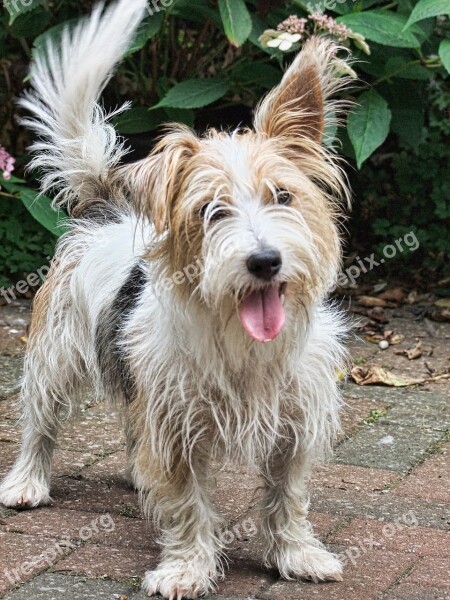 Westland Terrier Dog Companion Animal Pet