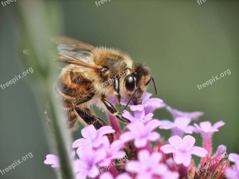 Bee Honey Working Food Beekeeper