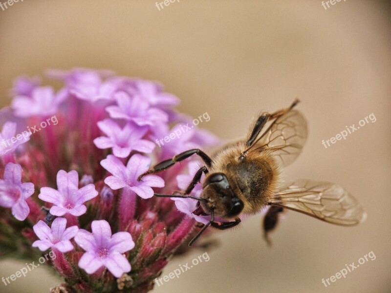 Bee Honey Macro Animal Beehive