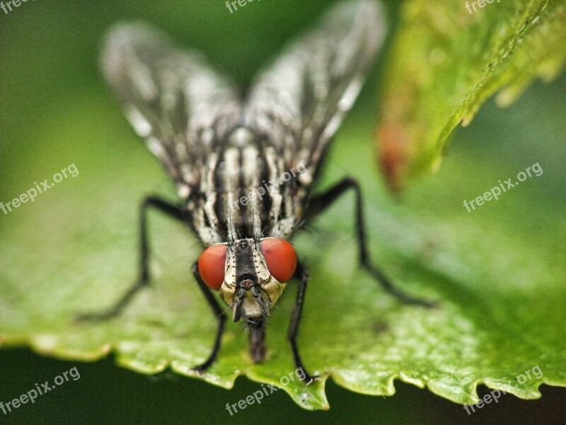 Horsefly Manure Farm Fly Insect